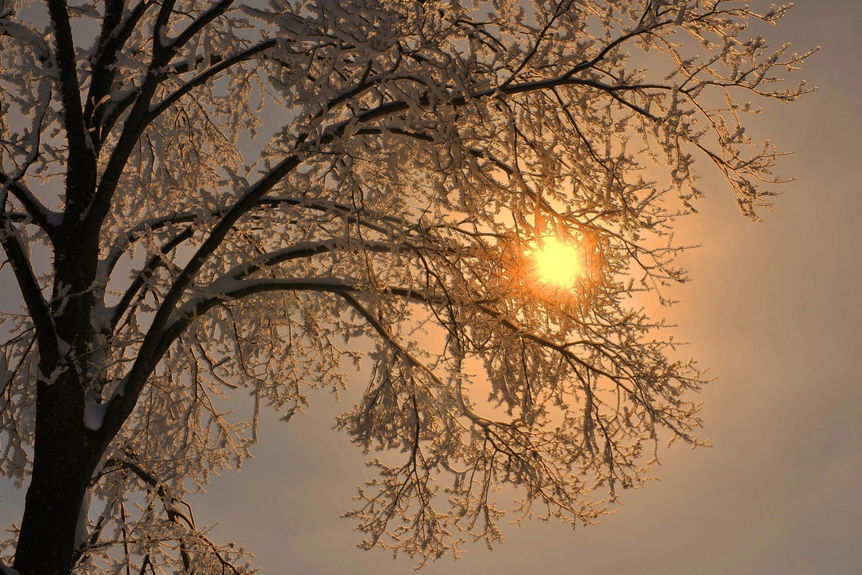Солнце греет сильнее. Снег и солнце. Зимний лес солнце. Зима солнце сквозь деревья.
