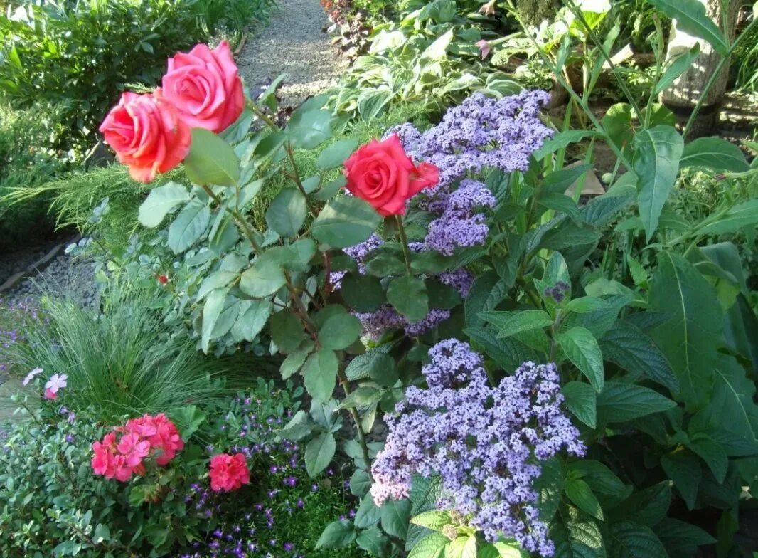 Какие цветы рядом с розами. Гелиотроп в цветнике. Клумба с розами флорибунда. Компаньон для гелиотропа. Компаньоны для плетистых роз.