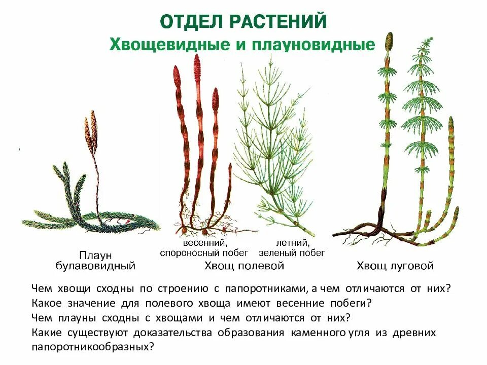 Плауны отличаются. Хвощи отдел Хвощевидные. Хвощевидные и Плауновидные и Хвощевидные. Отдел Плауновидные и Хвощевидные. Строение хвощевидных растений.