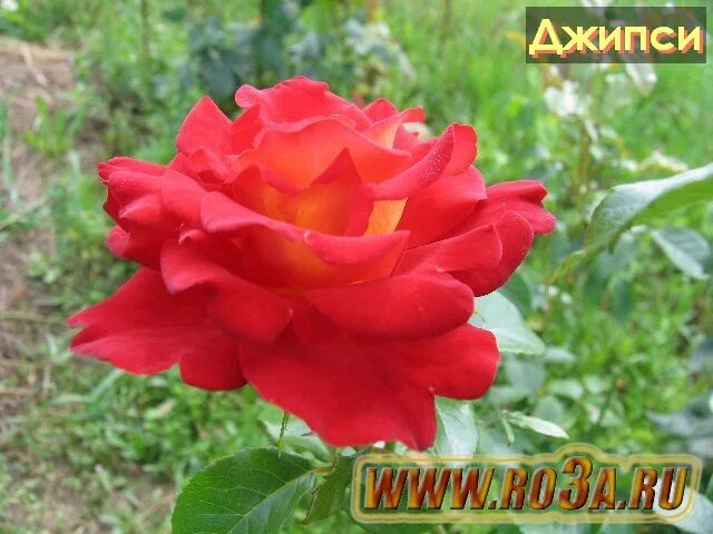 Trandafiri Floribunda