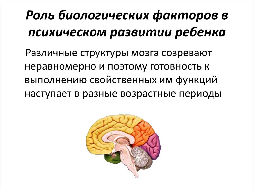 Роль биологического фактора в психическом развитии. Структуры мозга созревают:. Роль биологических факторов в развитии детей. Роль биологических факторов в психическом развитии ребенка. Факторы психологического развития человека