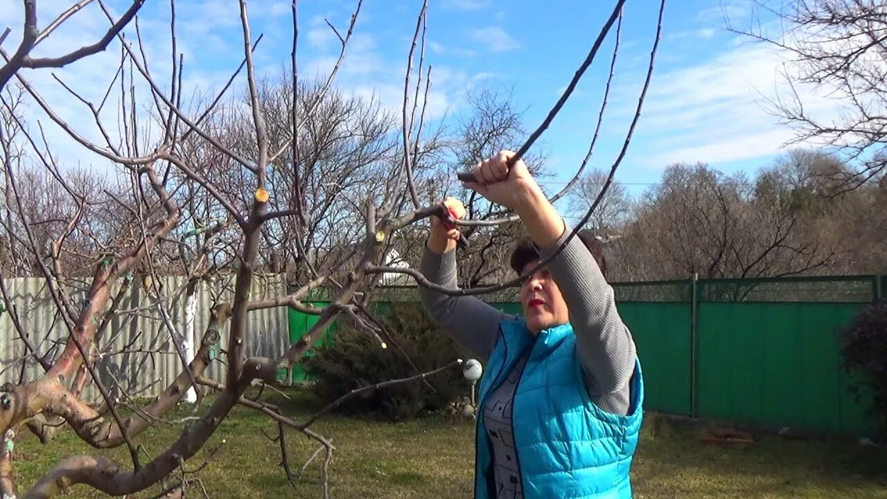 Декоративная обрезка плодовых деревьев. Обрезка деревьев весной. Что такое волчки на плодовых деревьях. Волчковые ветки у яблони что это.