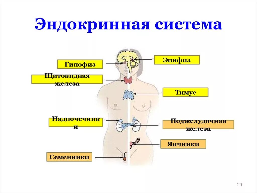 Рисунок эндокринной системы человека. .Система желез внутренней секреции. Функции. Функции эндокринная система железы внутренней секреции. Железы внутренней секреции человека 8 класс биология. Схема эндокринной системы человека 8 класс биология.