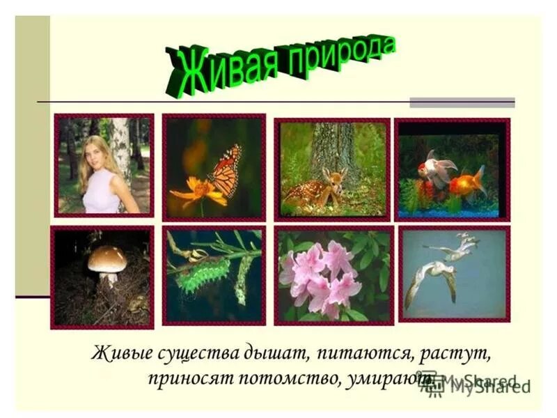 Существа с других планет. Разнообразие организмов. Тихоходка (tardigrada). Лестница живых существ аристотеля. Живые существа.