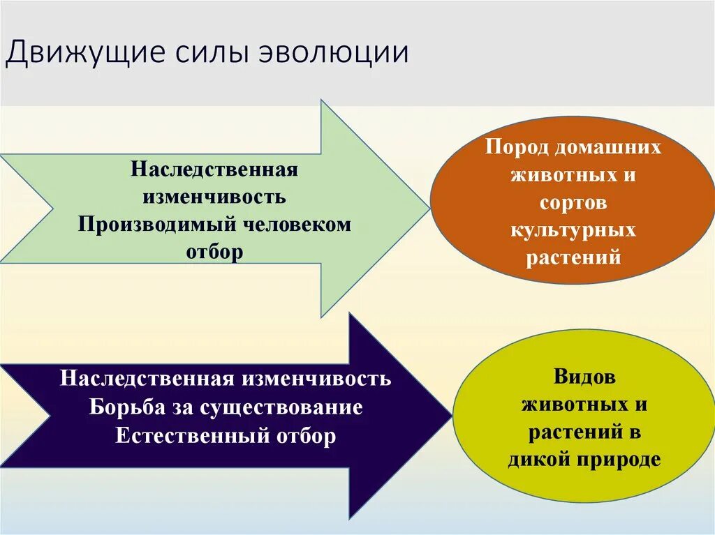 Теория дарвина движущие силы. Виды эволюции движущие. Движущущие силы эволюции. Основные движущие силы эволюции. Основные движущие силы эволюции по Дарвину.