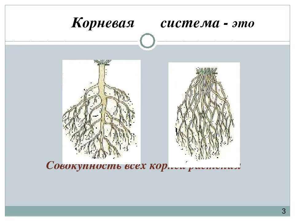 Корневая система это совокупность. Корневая система фасоли. Тип корневой системы у подсолнечника. Закрытая корневая система. Фасоль корневая