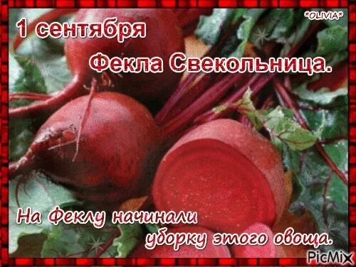 Свекольница девкам невольница. Свекла свекольница праздник. 1 сентября народный праздник. 1 сентября по народному календарю. Свекольница девкам невольница.