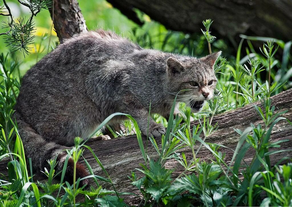 Европейский Лесной кот камышовый. Лесной кот Felis Silvestris. Дальневосточный Амурский Лесной кот. Кавказская Лесная кошка Felis Silvestris Caucasica. Дикие кошки картинки