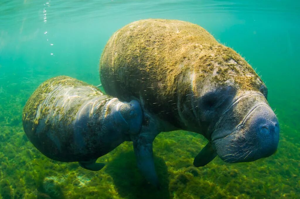 Ламантин морская корова. Ламантин и Дюгонь. Дюгонь морская корова. Американский Ламантин Trichechus manatus. Морская корова 8 букв