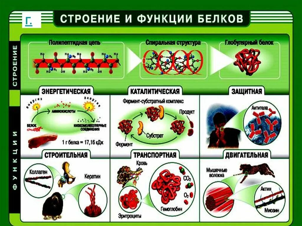 Тест белки функции