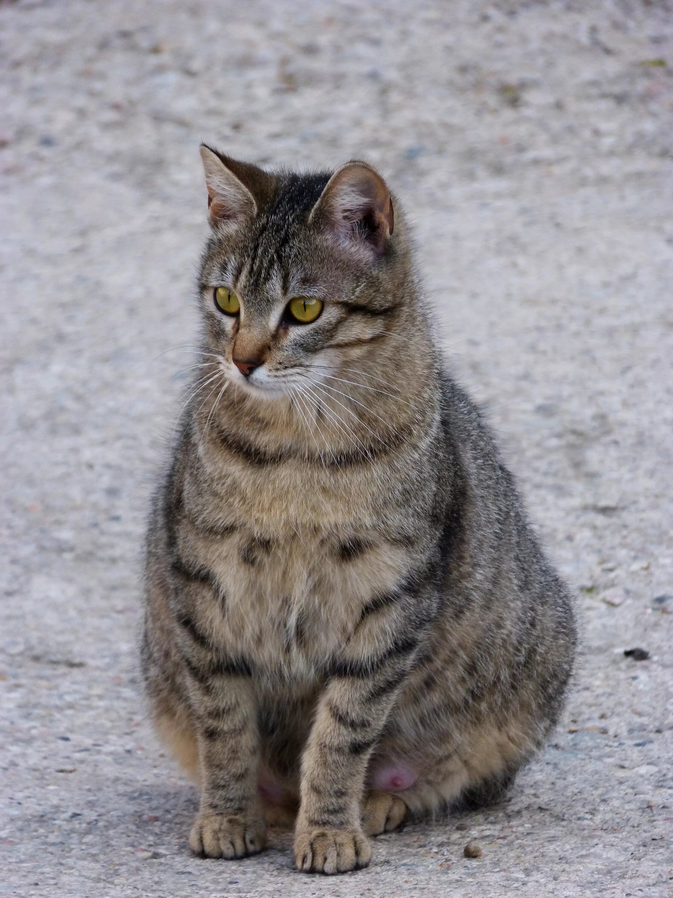 Беременные кошечки. Европейская короткошерстная кошка. Европейская короткошерстная кошка фото. Полосатая кошка.