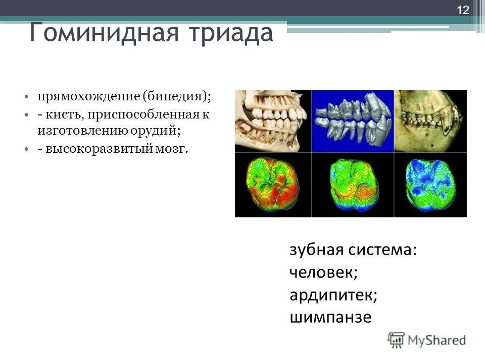 гоминидная триада это в истории медицины. бипедия это. создание гипотезы человечки. бипедия это. схема антропосоциогенеза.