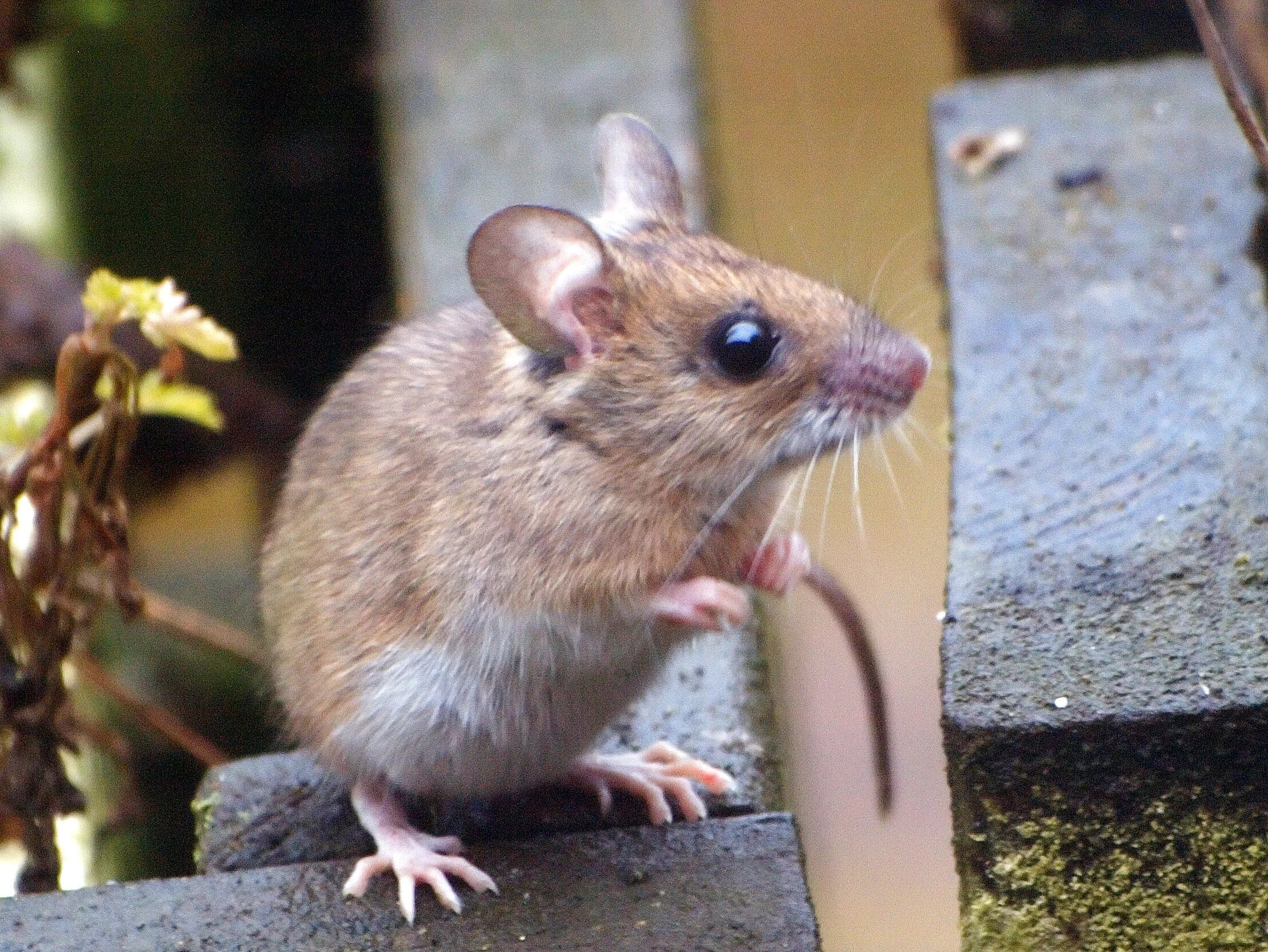 Средняя мышь. Ушастая мышка. Домовая мышь. Домовая мышь маленькая. Мышка лопоухая.