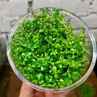 Меристемные растения