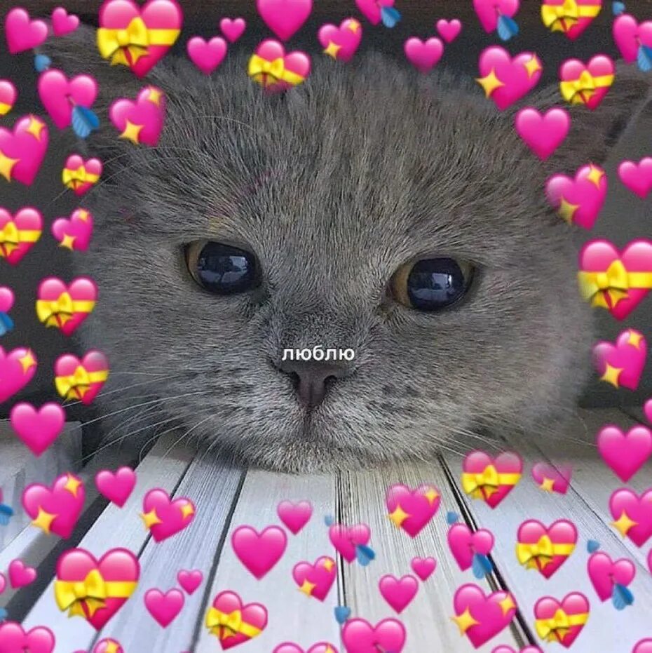 Милый котик с сердечками. Почему не отвечаешь на звонки. Маленький котенок. Ахулинет википедия. Милые котики с надписями.