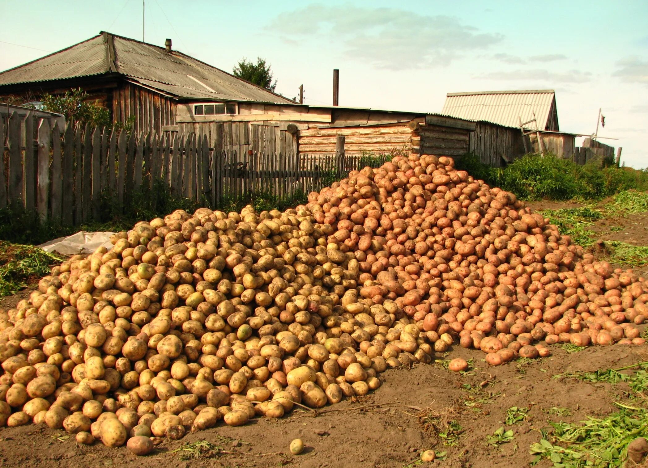 Первый урожай картофеля. Урожай картошки. Куча картошки. Огромный урожай картофеля. Картошка в деревне.