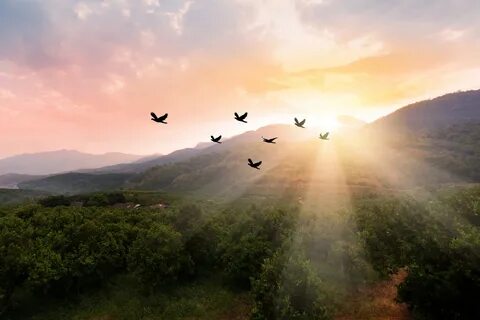 High flying bird
