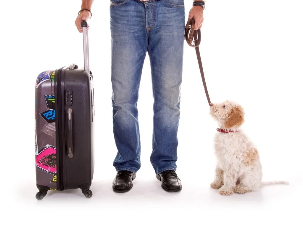 Собачка с чемоданом. Путешествие с питомцем на самолете. Traveller Pet mm2. Kinitopet Pet. Pet travel