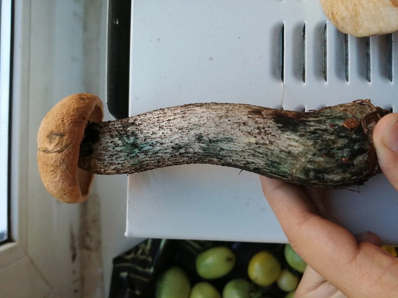 Срез грибов. Боровик девичий (Boletus appendiculatus). Подосиновик гриб синеет на срезе. Польский гриб синеет. Дубовик синеет на срезе.