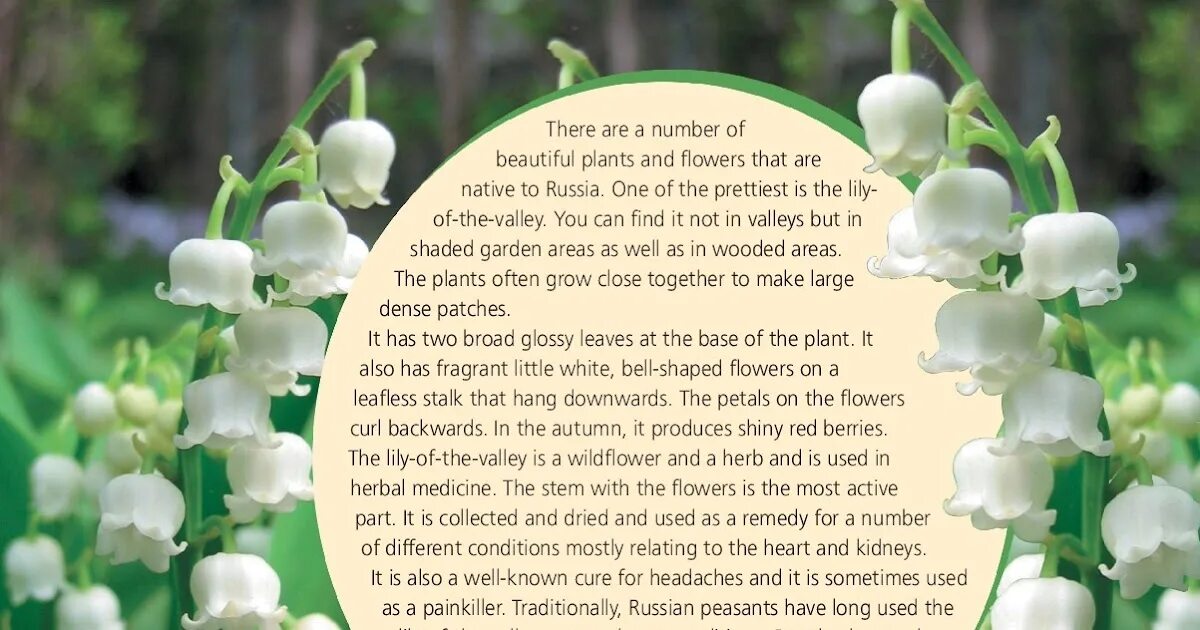 There are some flowers. Lily of the Valley перевод на русский. Корейский Ландыш. Plants стих. Spotlight on Russia finds out about the Lily-of-the-Valley краткий пересказ.