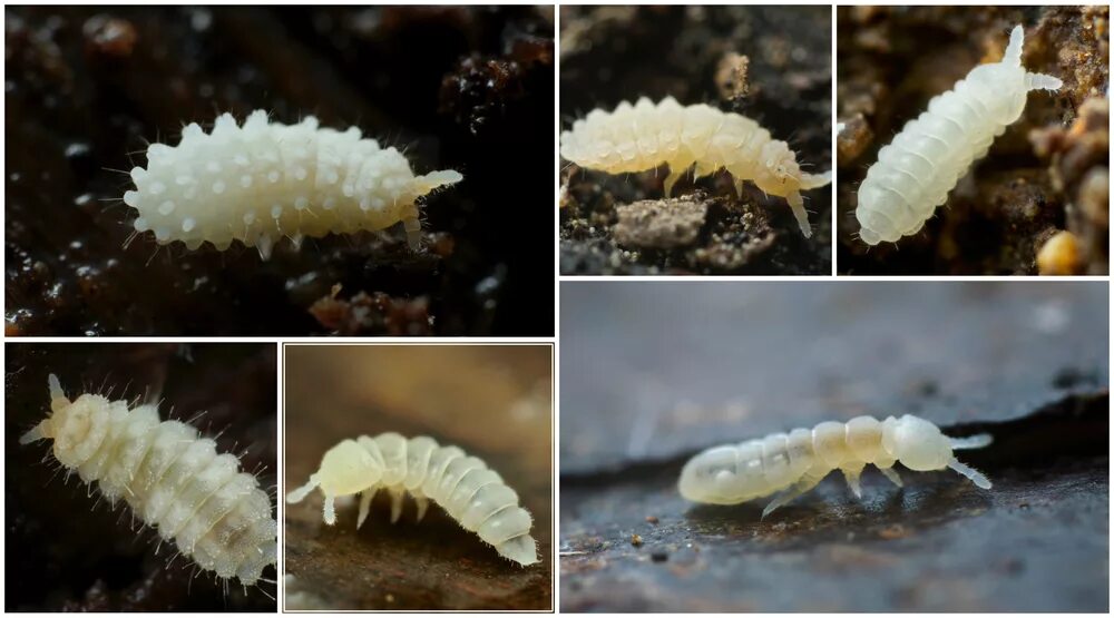 Ногохвостки, collembola. Ногохвостки подуры. Мелкие насекомые в земле комнатных растений. Белые жучки в земле комнатных. Личинки подуры.