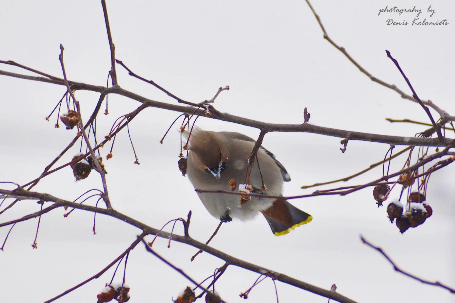 зимующие птицы хакасии