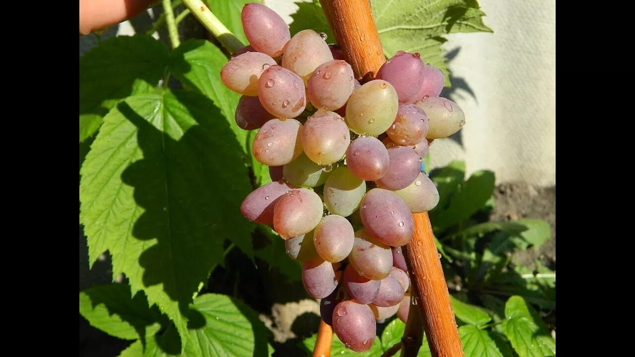 Саженец Виноград Сатурн - Кишмиш (Средний/Красный) 111833299 купить за 979 ₽ в и