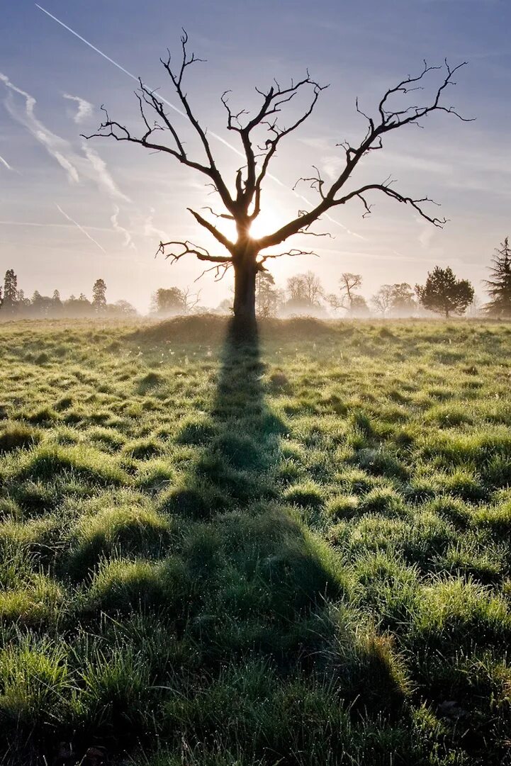 Лучина это в древней руси. Он освещал все предметы деревья. Металлическое дерево. Луч света во тьме. Red mist.