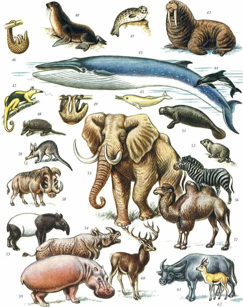 Самым многочисленным классом животных являются. Млекопитающие. Млекопитающие звери. Класс млекопитающие животные. Три млекопитающих животных.