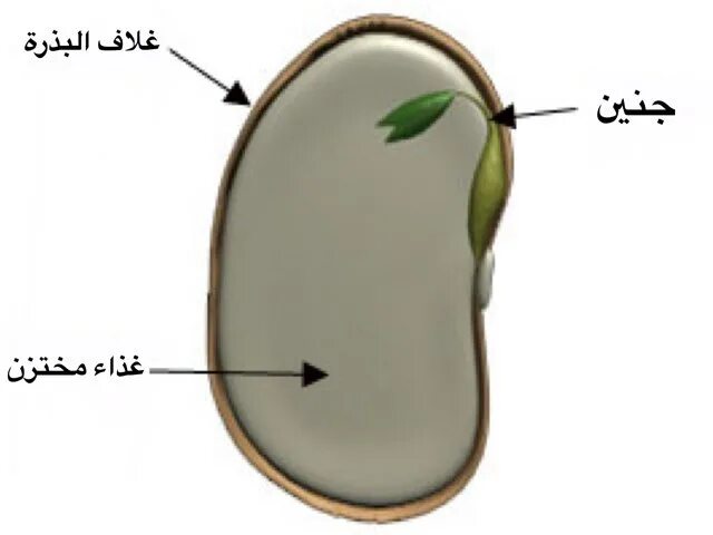 Кожура семян 6. Семенная кожура. Семенная кожура растений. Семя семенная кожура микропиле. Сочная семенная кожура.