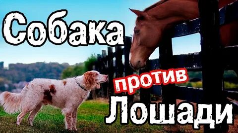 Лошадь против лошади