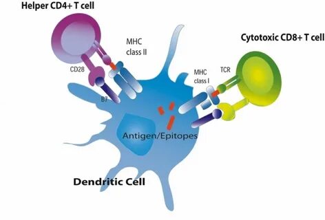 Cd 8