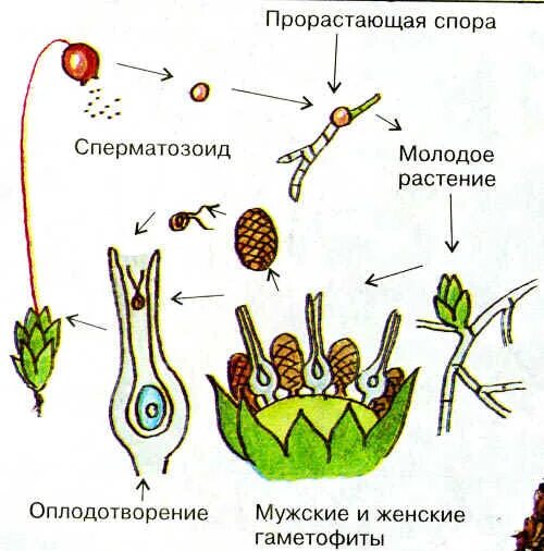 Размножение мхов. Жизненный цикл мха Кукушкин лен. Жизненный цикл мха оплодотворение. Оплодотворение мохообразных.