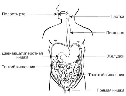 Полость рта глотка пищевод желудок