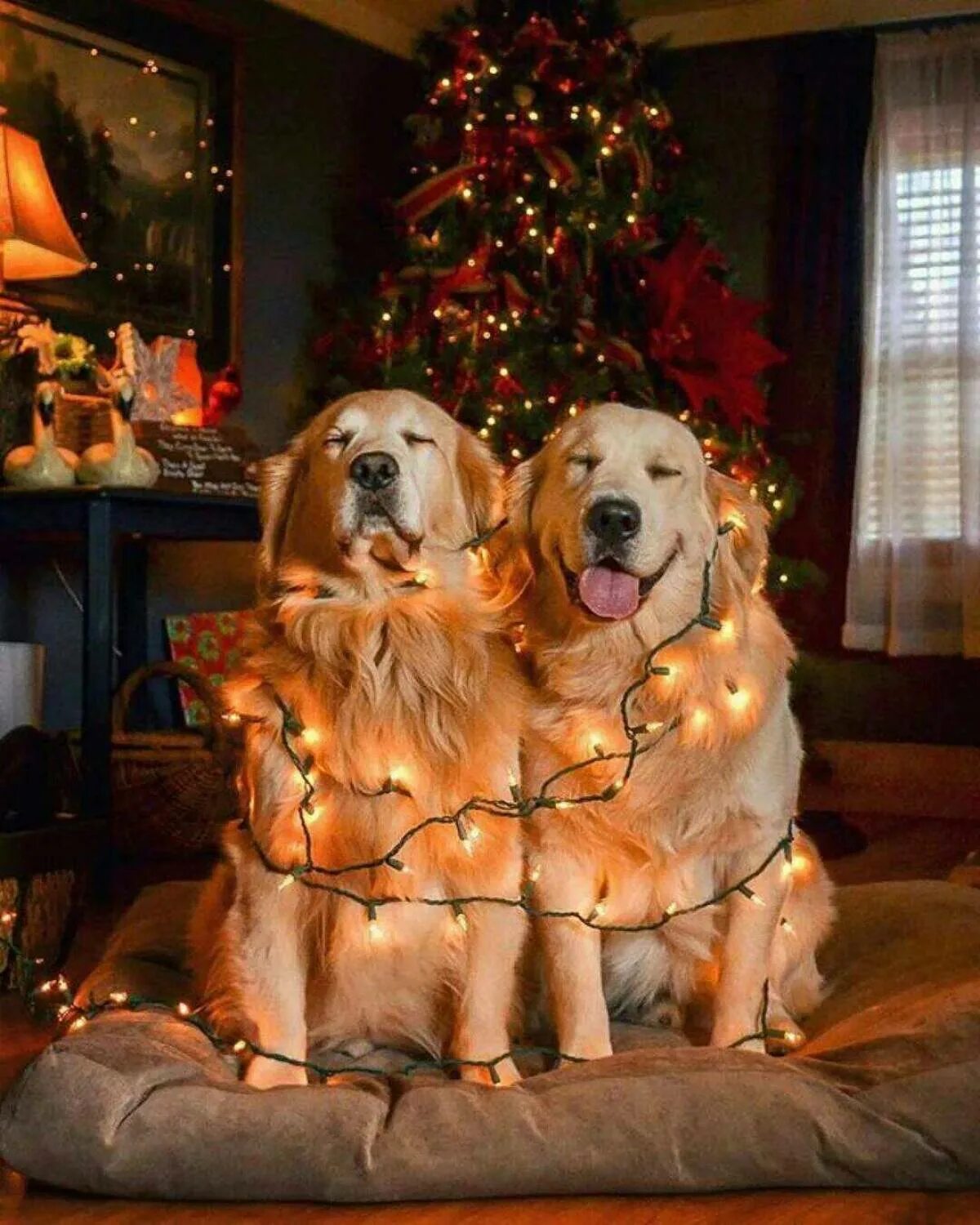 Проводим год собаки. Новогодние животные. Новогодняя собака. Золотистый ретривер новый год. Собака Рождество.