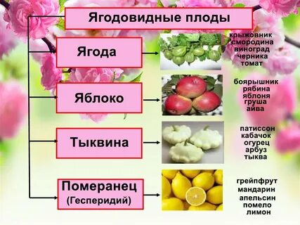 Плод является генеративным органом