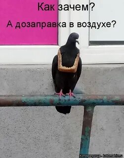 Голуби смешные картинки