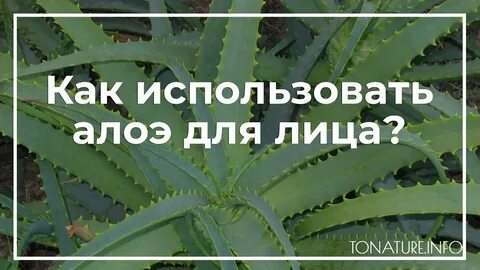 Алоэ без корня