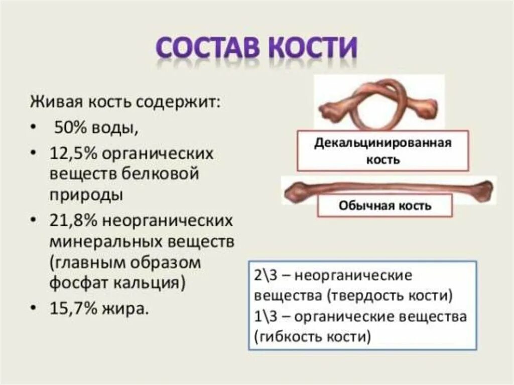 Химические свойства костей человека. Химический состав костей. Состав кости. Органические и неорганические вещества кости. Химический состав кости человека.