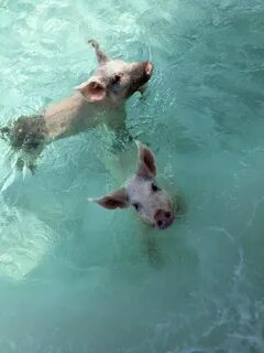 Swimming pig