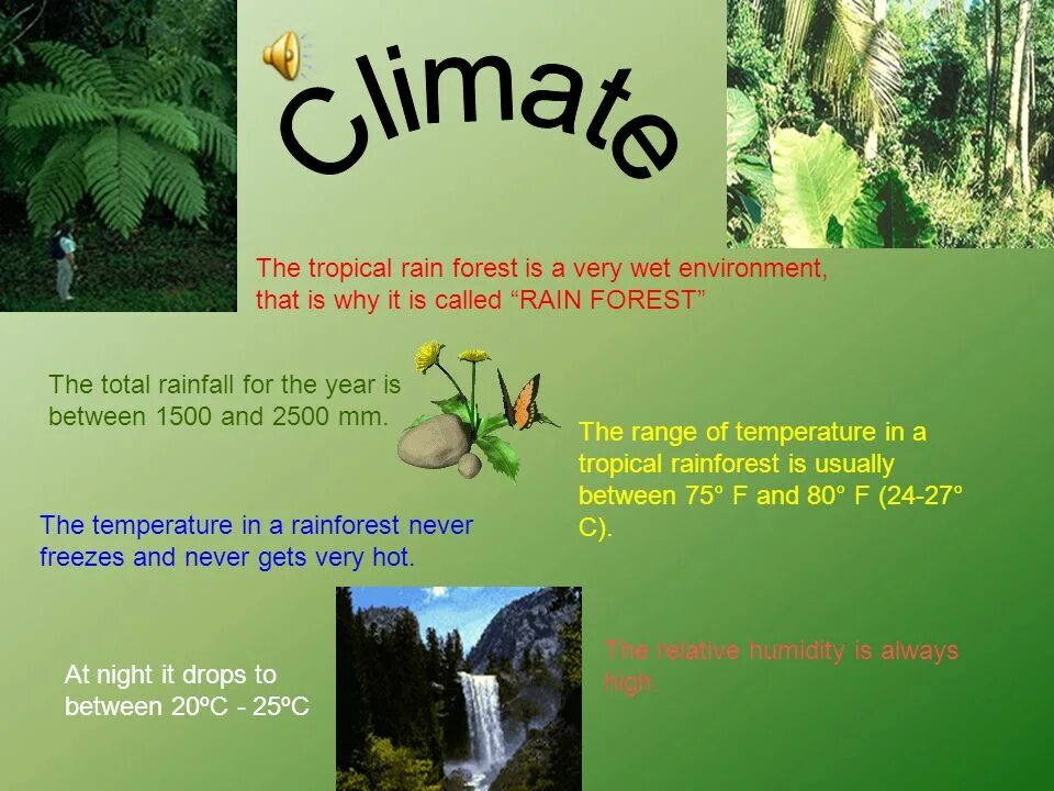 Тема Rainforest. Rainforest предложение. Tropical Rainforest climate текст. The Tropical Rainforest climate информация.