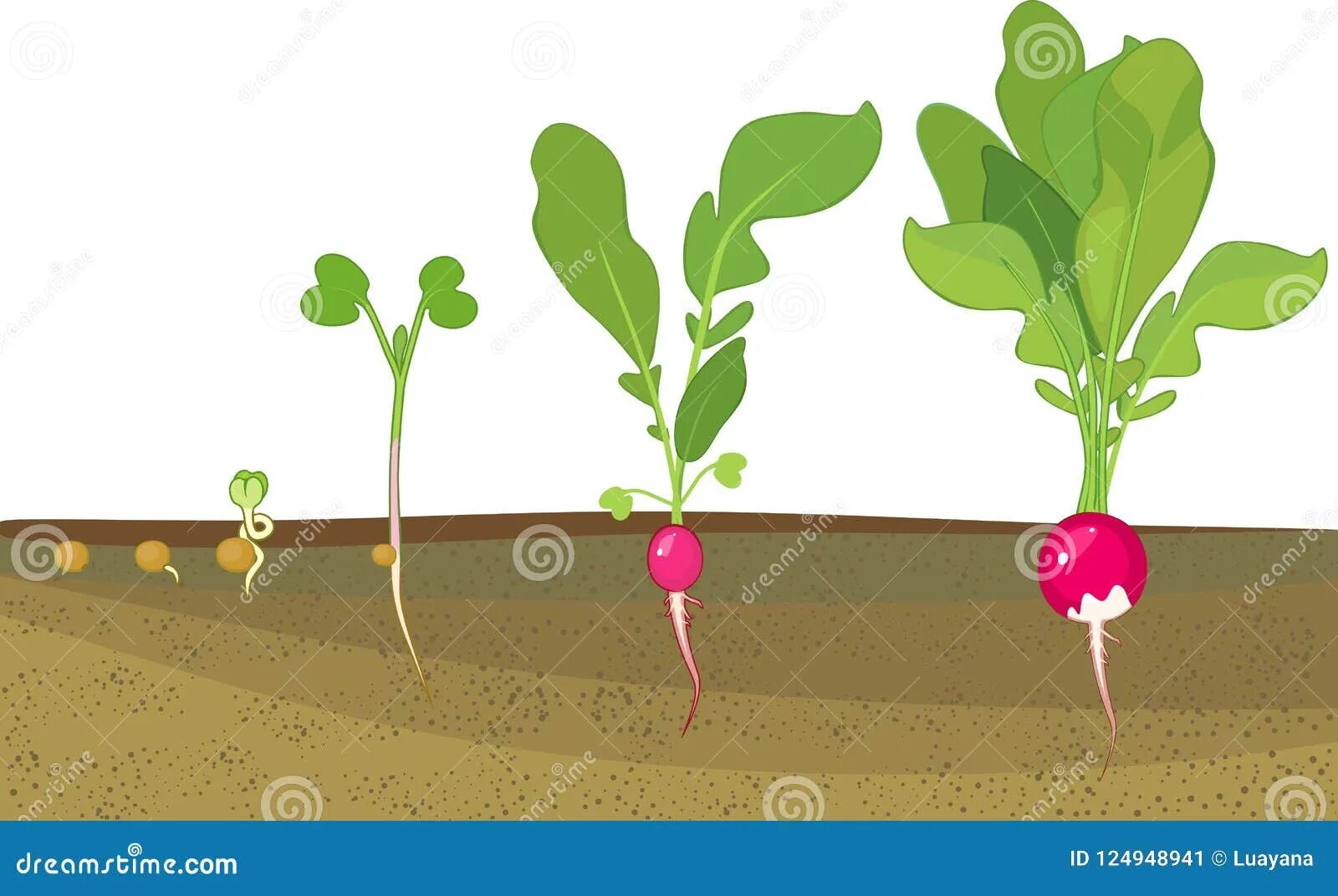 Этапы прорастания редиса. Проросток семени редиса. Этапы роста редиски. Этапы роста редиса для детей. Редиска рост