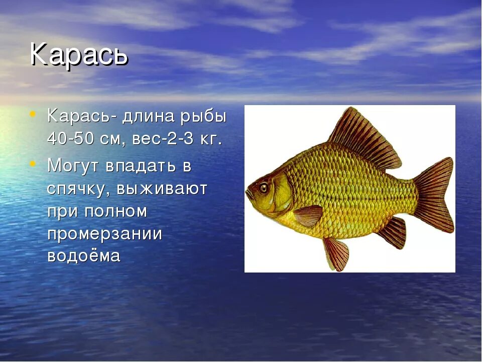 Сообщение про класс рыб. Карась презентация. Маленькое сообщение о рыбе. Сообщение о карасе. Карась кратко.