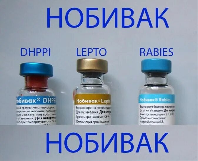 Нобивак для собак от чего. Вакцина Нобивак DHPPI + L, комплект. Вакцина Нобивак DHPPI + RL. Вакцина Нобивак рабиес. Нобивак для собак комплексная.