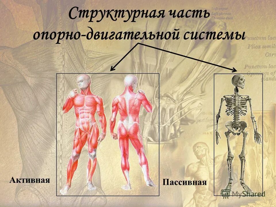 Двигательная система. Опорно-двигательная система человека. плакат на тему опорно двигательная система. структурная часть опорно двигательной системы человека. опорно двигательная система активная и пассивная часть.