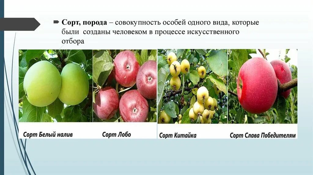 Примеры сортов и пород. Сорта растений. Примеры сортов. Сорта растений селекция. Сорт это в селекции.