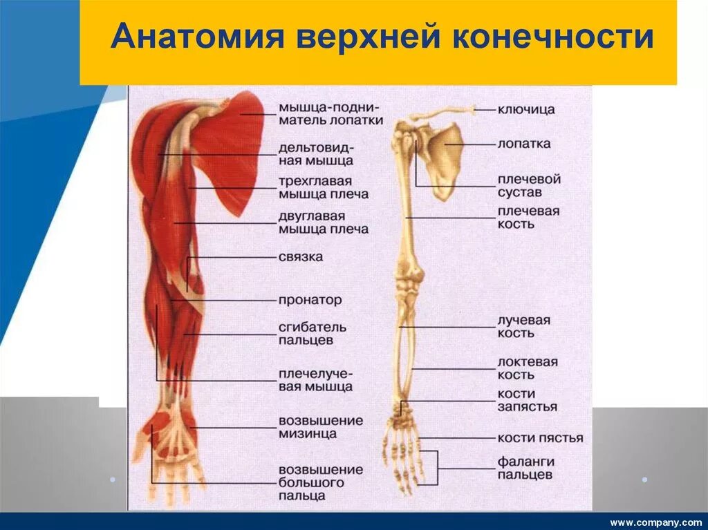 Анатомия верхней конечности. Строение пояса верхних конечностей анатомия. Строение верхней конечности анатомия. Верхние конечности человека анатомия. Скелет верхней конечности анатомия.