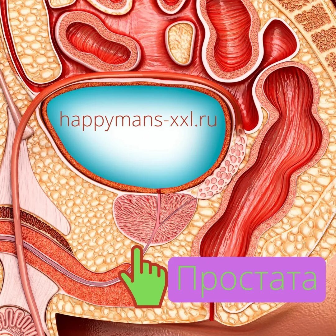 Простата у мужчин это простыми словами. Кишечник и мочевой пузырь анатомия. Простата рисунок. Расположение мочевого пузыря и простаты.