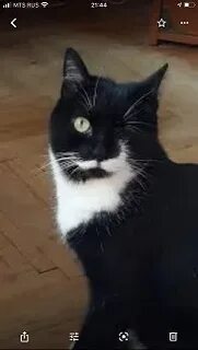 Кличка одноглазому коту