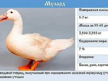 Сколько дней растет утка